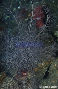Astroboa granulatus gorgonocephale blanc-Komodo Rino-10m-20160807nuit-Denis-ADER-DSC_0873_tn